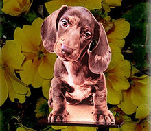 Load image into Gallery viewer, Photo of a brown Lab. puppy photo cutout.