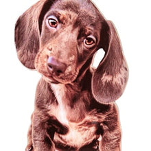 Load image into Gallery viewer, Brown puppy photo cutout. 
