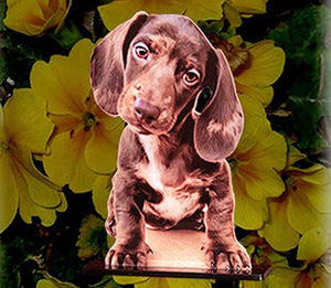 A puppy photo cutout.